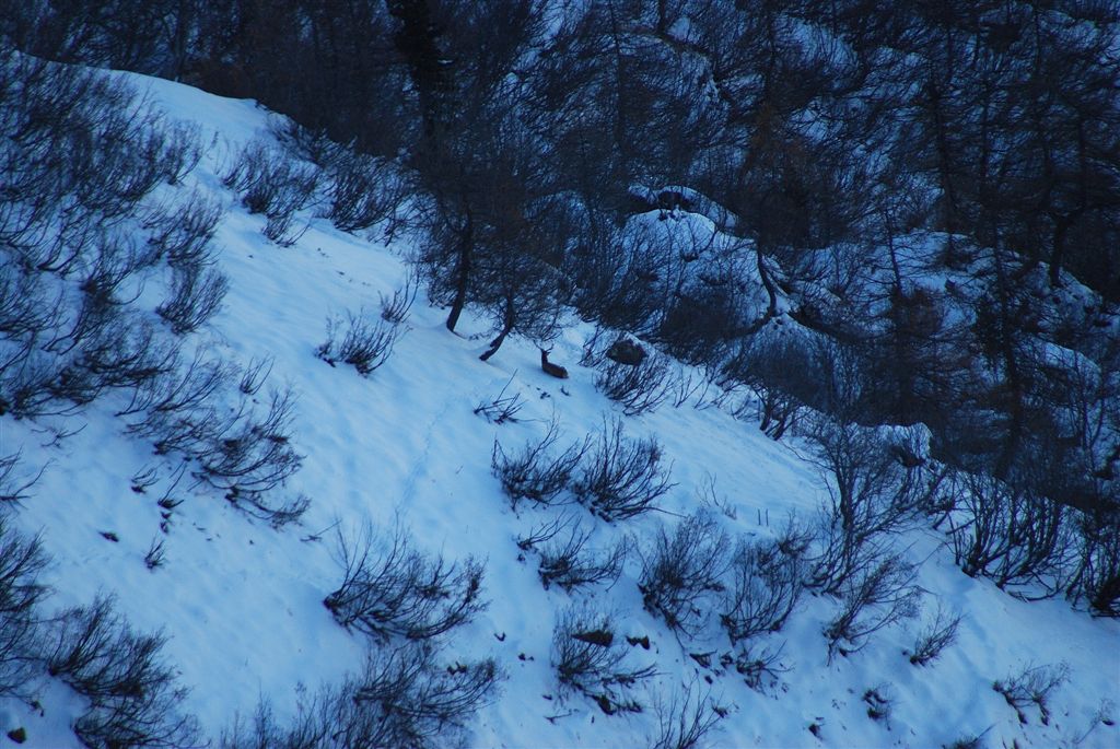 PASSIONE PER IL CERVO